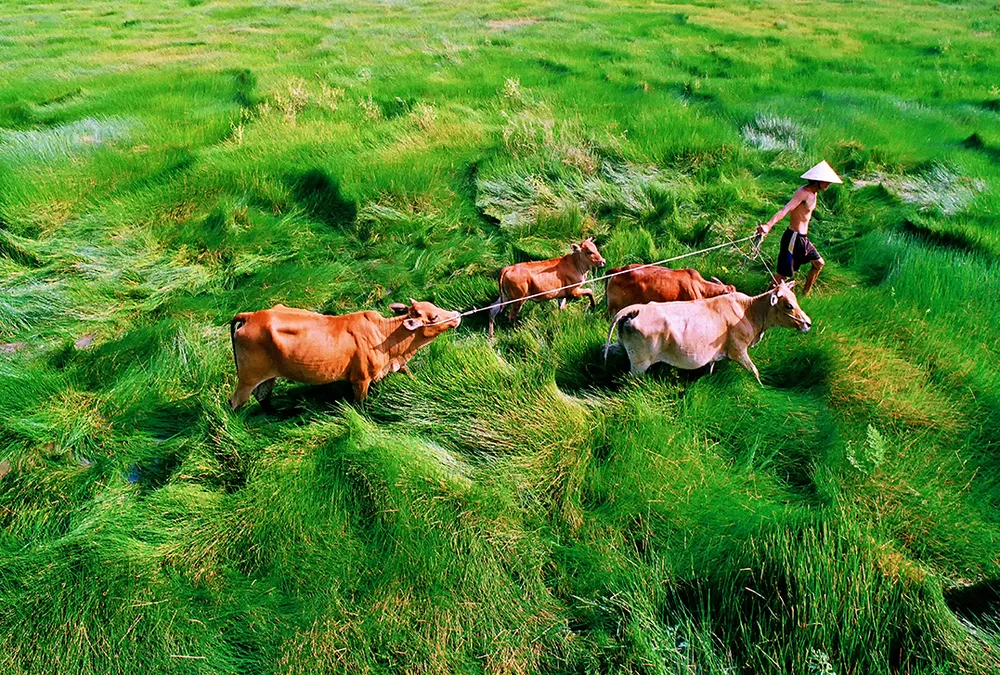 Tác phẩm "Băng đồng"