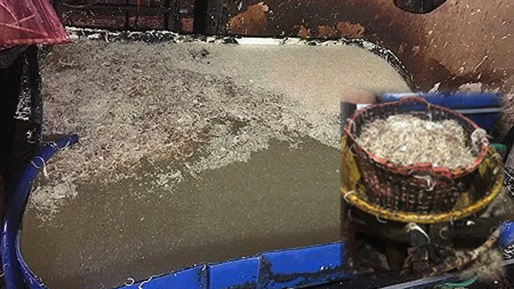 Phát hiện 2 cơ sở chế biến hoa chuối bào ngâm hóa chất ảnh 1