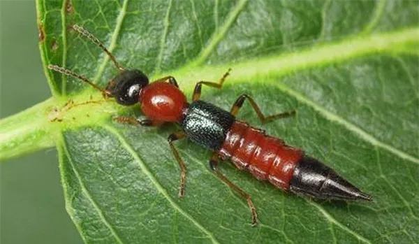 Cảnh báo kiến ba khoang tấn công người dân trong mùa mưa ảnh 2