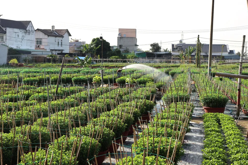 Để có được chậu hoa cúc đại đóa đẹp, người trồng phải trải qua 5 tháng chăm sóc liên tục.