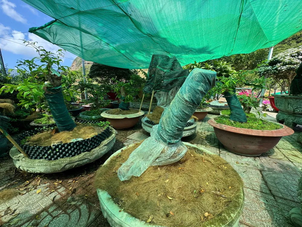 Vụ tịch thu 42 gốc mai ở Côn Đảo: Trả lại 21 gốc sau khi chủ sở hữu chứng minh được nguồn gốc