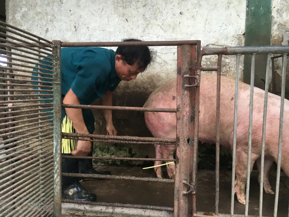 Truy xuất nguồn gốc thịt heo được nhiều đơn vị hưởng ứng ảnh 1