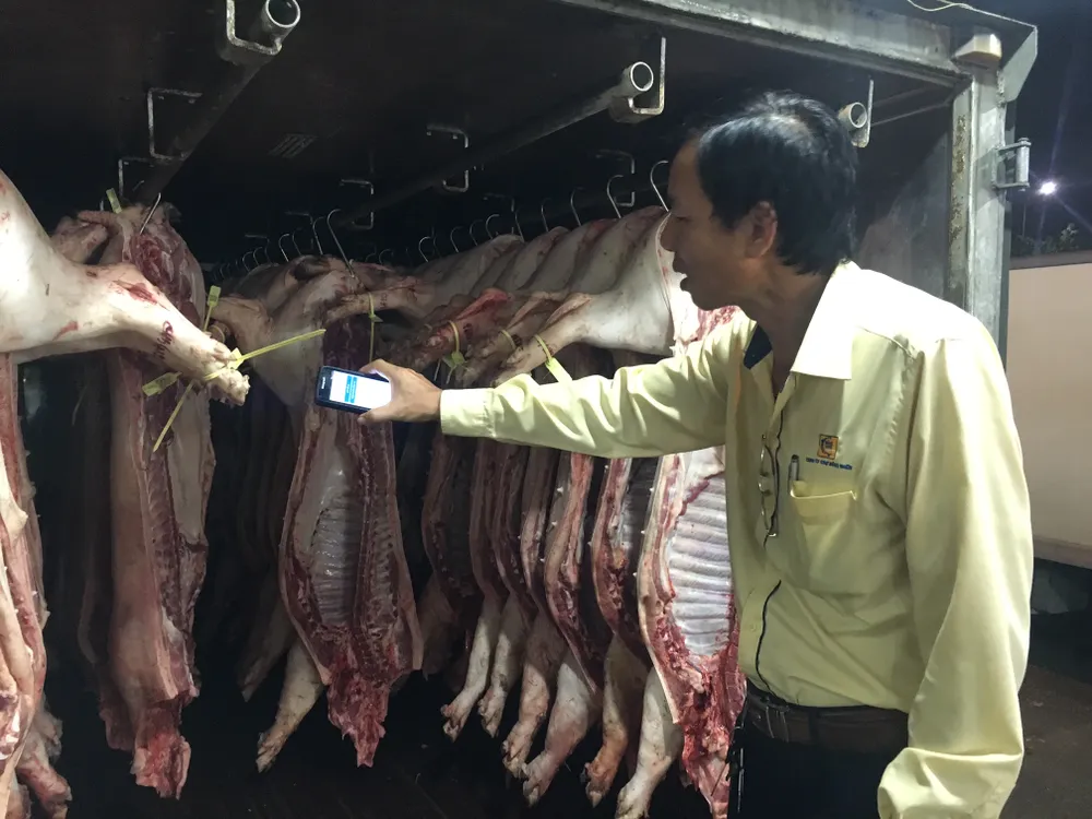 Phần lớn heo đeo vòng nhưng không kích hoạt truy xuất nguồn gốc ảnh 3