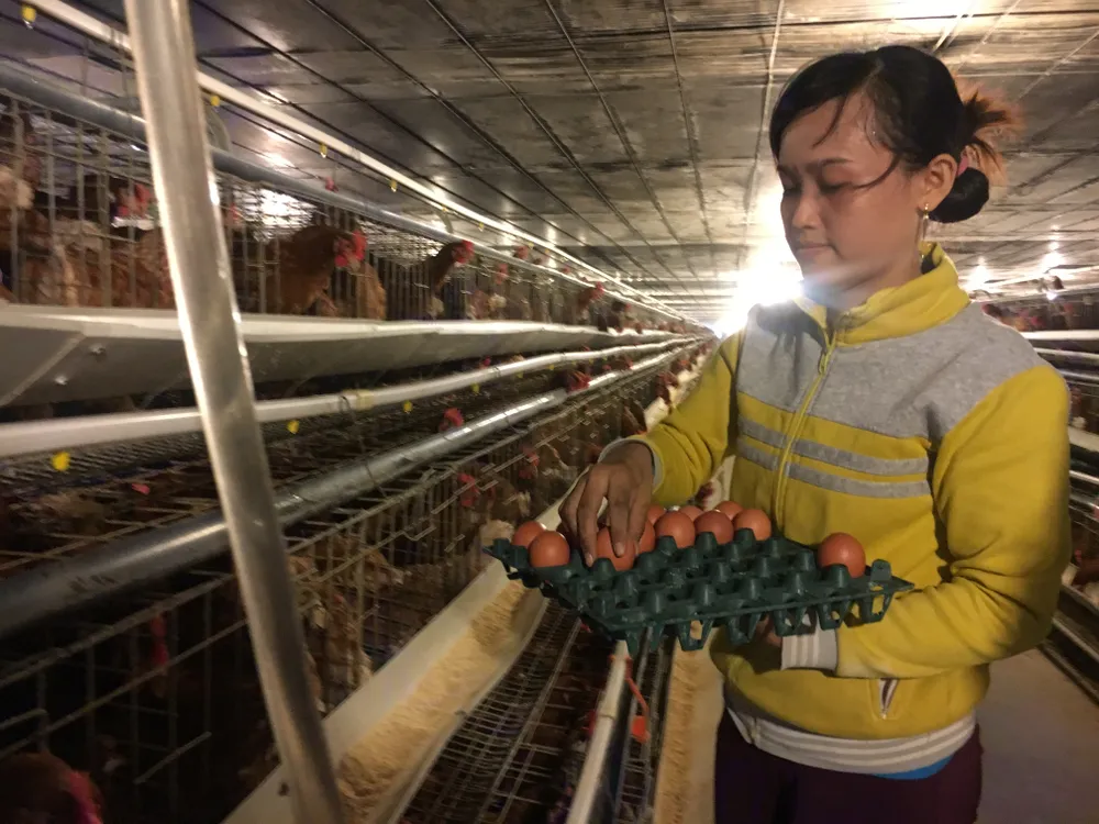 Chăn nuôi phải đăng ký để tránh tình trạng giải cứu ảnh 1