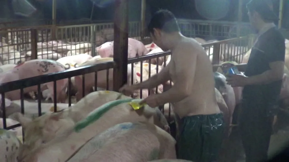 Vụ heo bị tiêm thuốc an thần, có 3.750 con dương tính ảnh 4