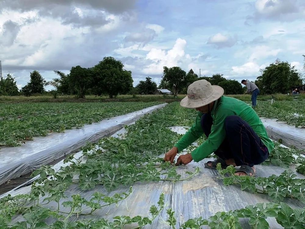 Xuất khẩu hạt giống dưa hấu Việt Nam qua Nhật Bản ảnh 2