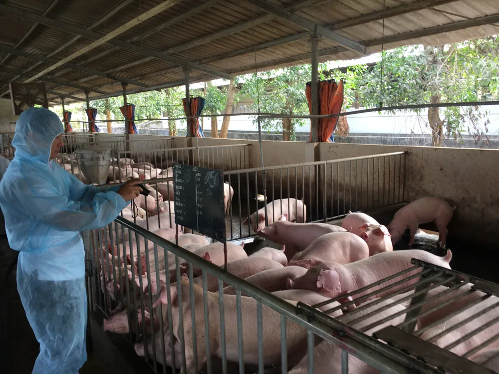 Phấn đấu năm 2030, ngành chăn nuôi xuất khẩu 15-30% sản phẩm chăn nuôi ảnh 1