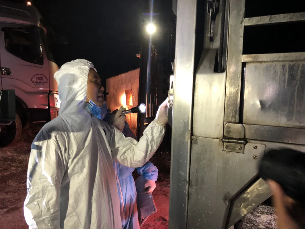 Hơn 300 heo giống Thái Lan đầu tiên nhập về Đồng Nai ảnh 1