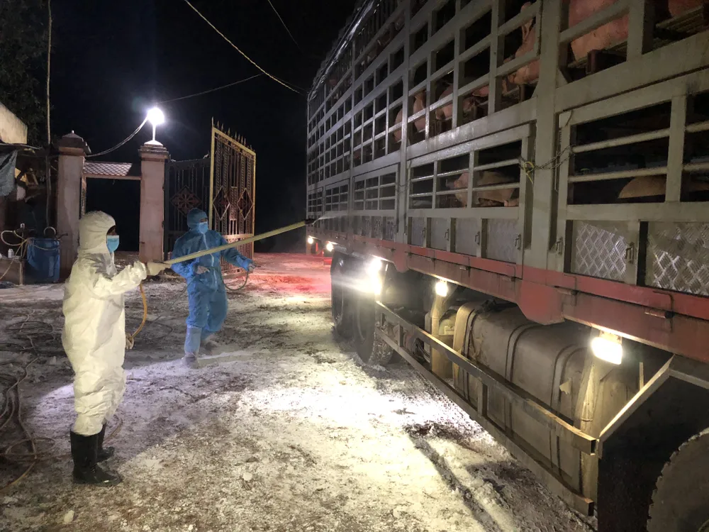 Hơn 300 heo giống Thái Lan đầu tiên nhập về Đồng Nai ảnh 2