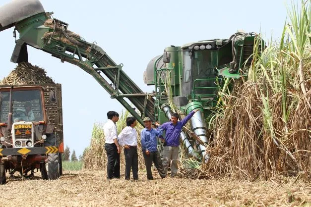 Diện tích cây mía giảm, nhập khẩu đường ngày càng tăng ảnh 1