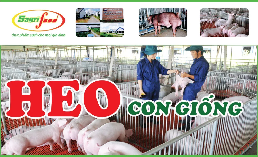 Heo con Sagrifood 3 máu chất lượng cao ảnh 1