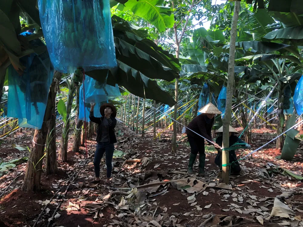 Diện tích cao su tăng giá trị nhờ trồng luân canh với cây chuối, mía, mít... ảnh 1