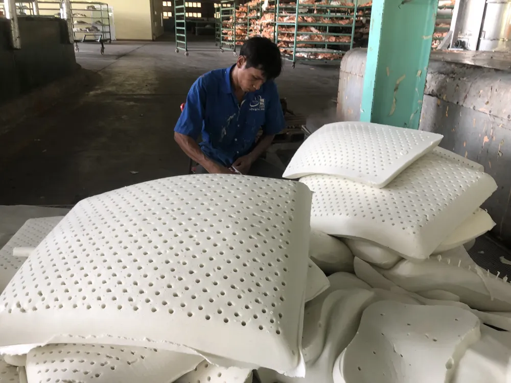 Diện tích cao su tăng giá trị nhờ trồng luân canh với cây chuối, mía, mít... ảnh 2