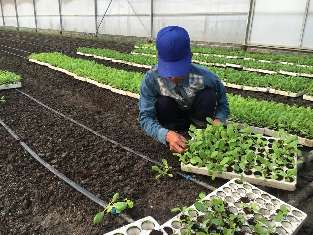 Kết nối, tiêu thụ sản phẩm nông nghiệp hữu cơ  ảnh 1