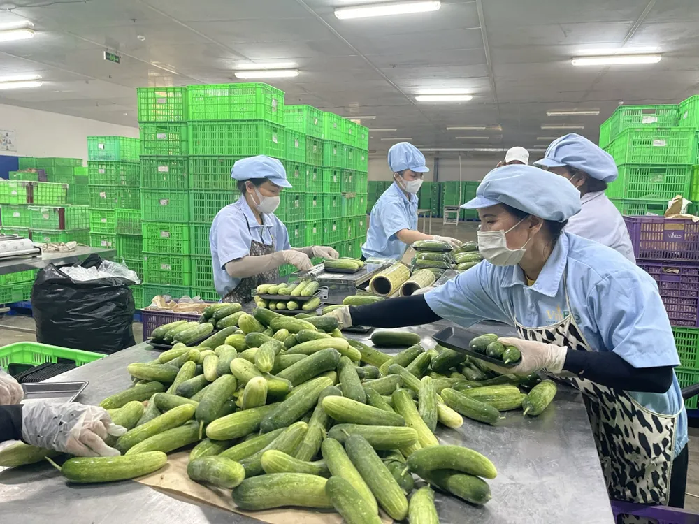 Sẽ hỗ trợ 100% lãi vay cho nông dân tham gia HTX ảnh 2