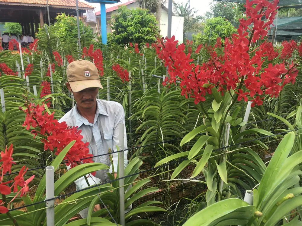 Sẽ nâng mức hỗ trợ nông dân tham gia và trở thành thành viên HTX