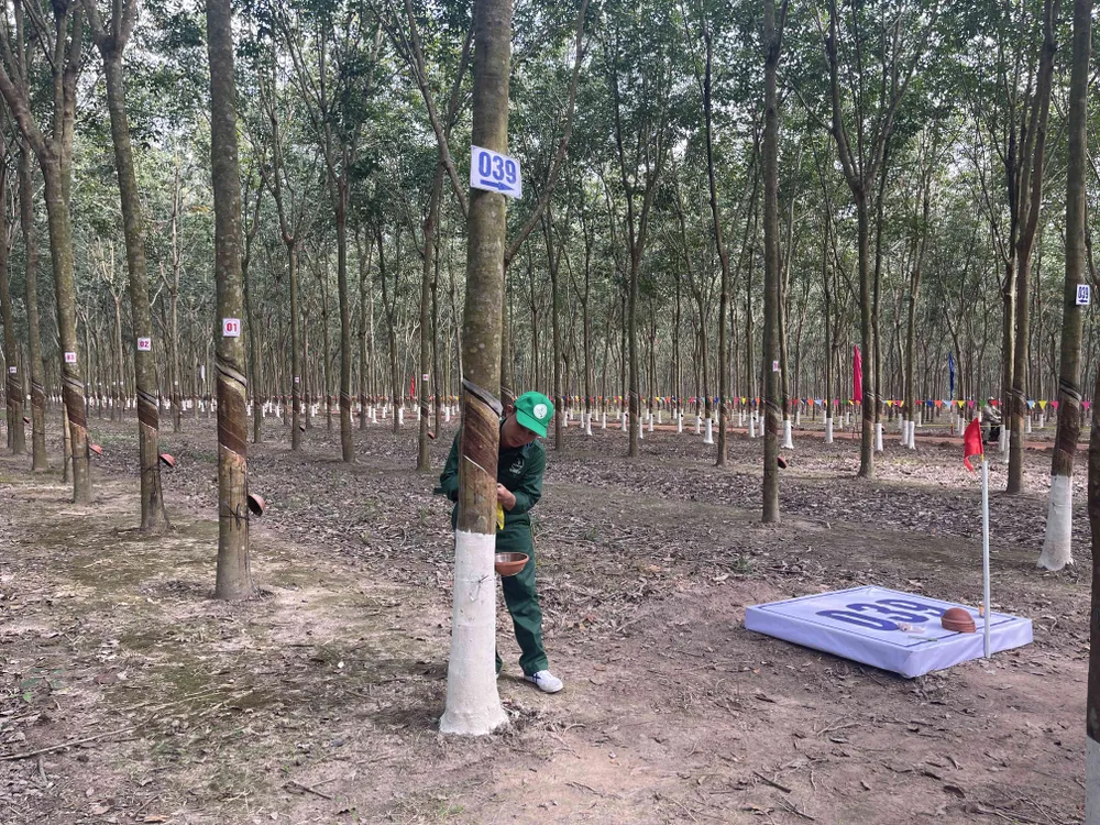 Nhiều thí sinh Lào, Campuchia tham gia Hội thi Bàn tay vàng thu hoạch mủ cao su 2022 ảnh 1