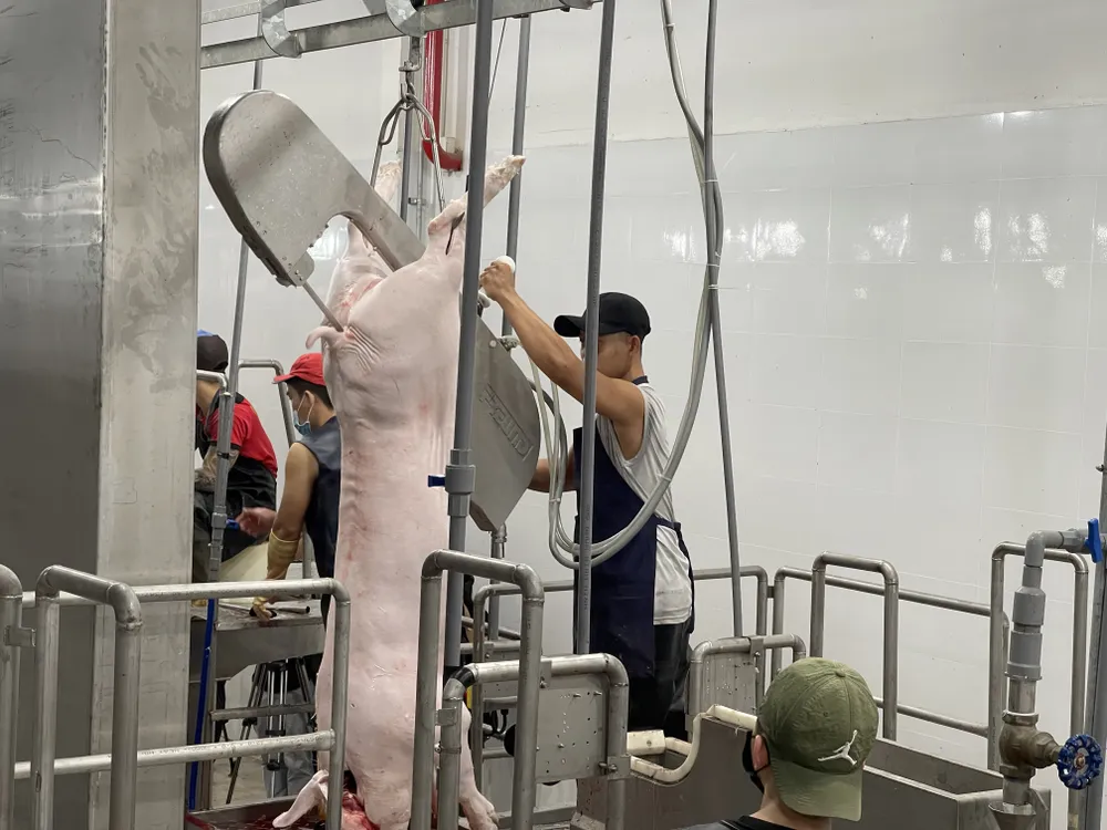 Công nhân đang xẻ thịt heo bằng máy cưa Công nhân đang xẻ thịt heo bằng máy cưa