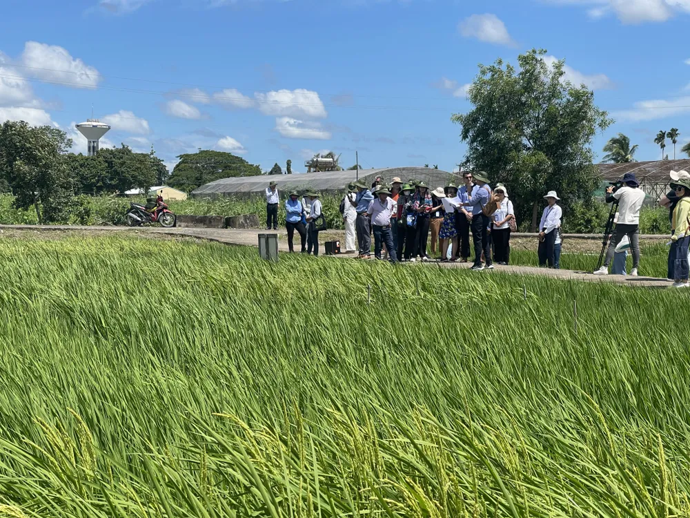 Trung tâm Nghiên cứu Nông nghiệp quốc tế Úc (ACIAR) tham quan ruộng lúa tại ĐBSCL