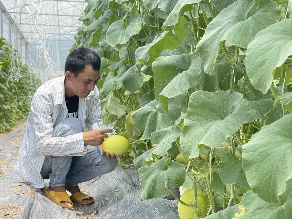 Anh Đinh Văn Quàng chăm sóc dưa lưới
