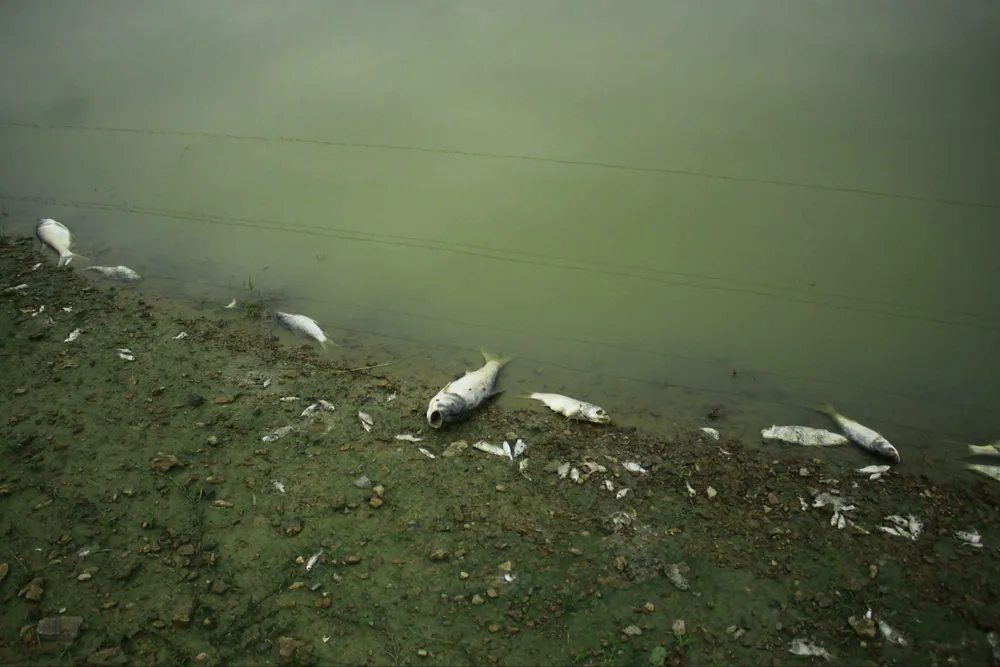 Đang kiểm tra nguyên nhân cá chết tại đập Hố Chuối ảnh 1