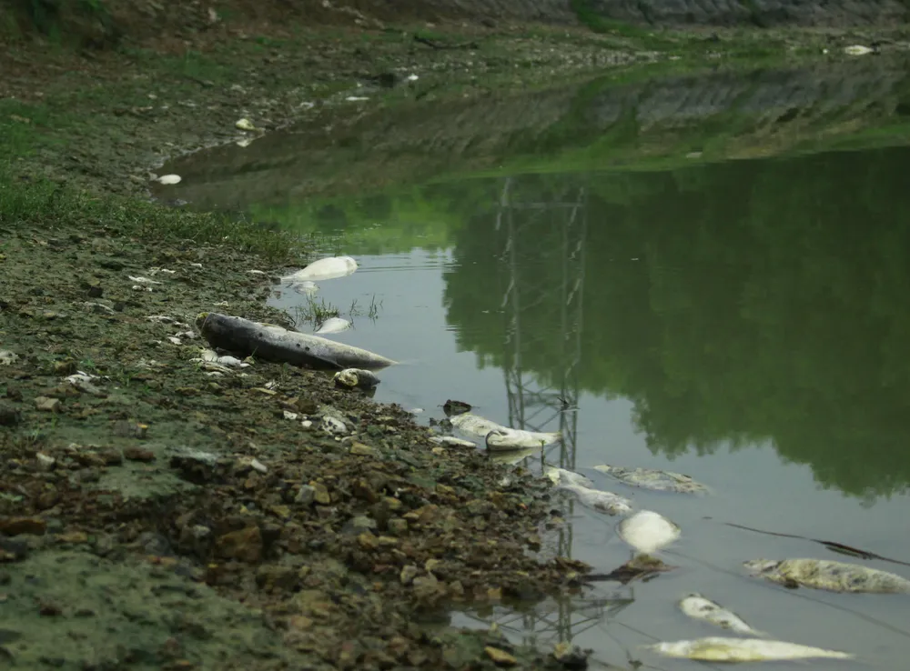 Đang kiểm tra nguyên nhân cá chết tại đập Hố Chuối ảnh 3