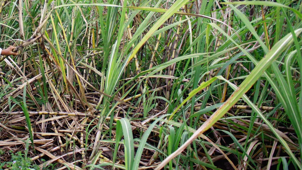 Khóc ròng nhìn mía khô đồng ảnh 1