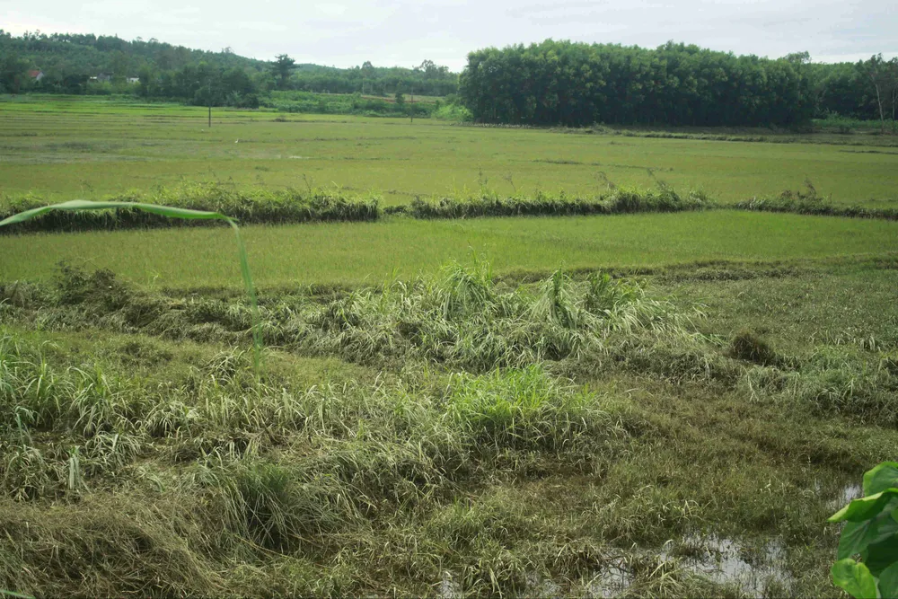 Đoàn thanh niên Quảng Ngãi cứu trợ bà con vùng ngập lụt ảnh 4