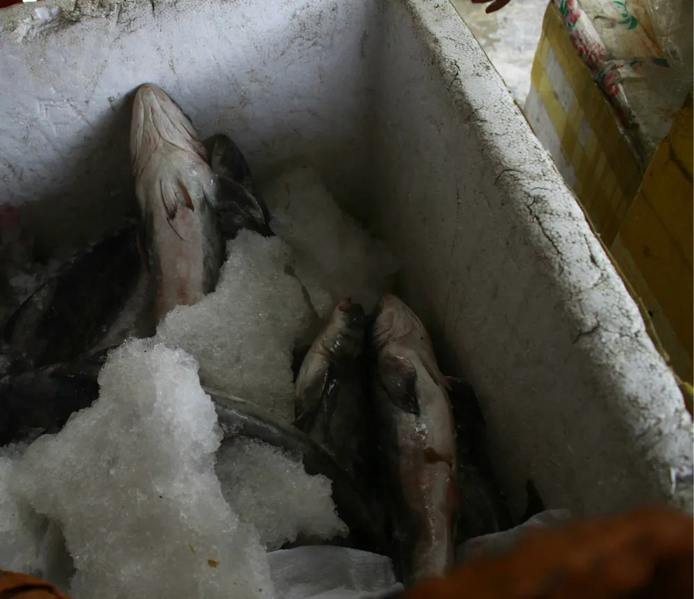  Ngư dân khóc ròng vì không ai mua cá “chạy lũ” ảnh 3