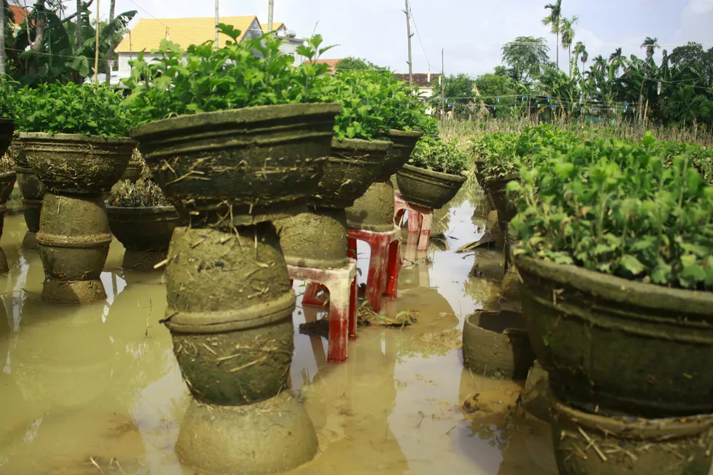 Tan hoang làng hoa Tư Nghĩa, dân ngậm ngùi khất nợ sang năm ảnh 2