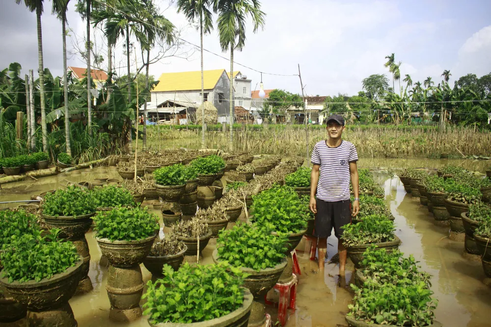 Tan hoang làng hoa Tư Nghĩa, dân ngậm ngùi khất nợ sang năm ảnh 4