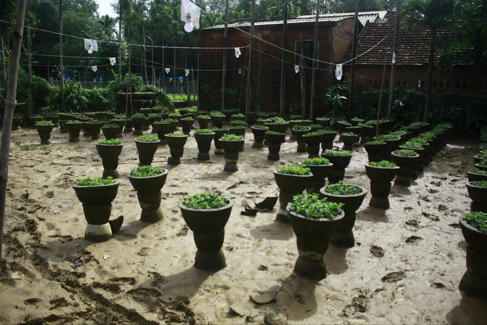 Tan hoang làng hoa Tư Nghĩa, dân ngậm ngùi khất nợ sang năm ảnh 1