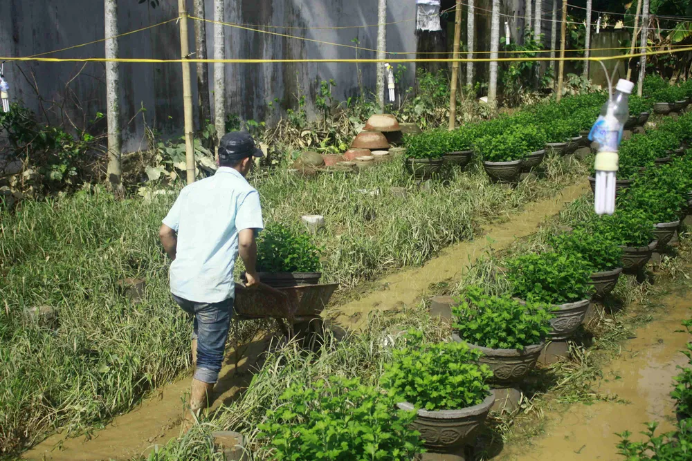 Tan hoang làng hoa Tư Nghĩa, dân ngậm ngùi khất nợ sang năm ảnh 5