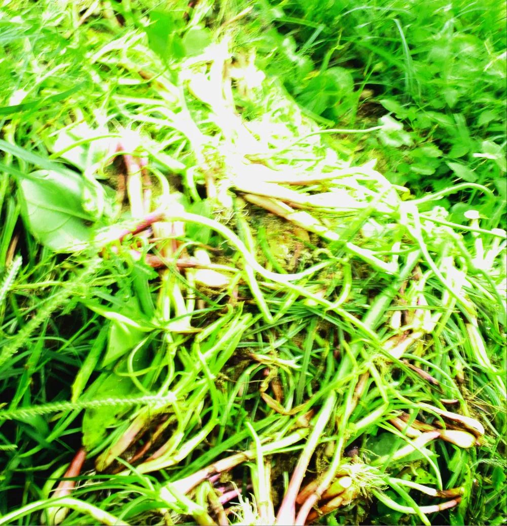 Hành tím của nông dân Quảng Ngãi bị úng, bán rẻ như cho ảnh 3