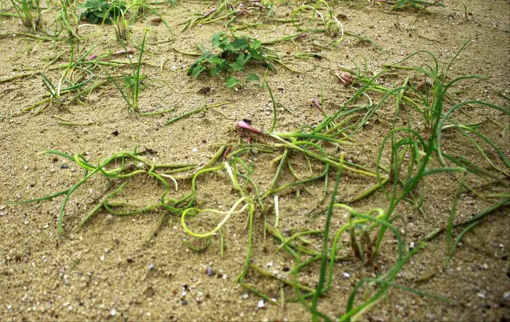 Hành tím của nông dân Quảng Ngãi bị úng, bán rẻ như cho ảnh 2