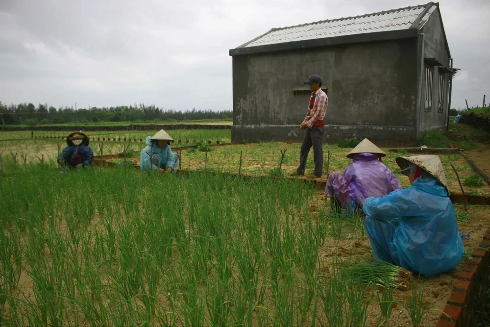 Hành tím của nông dân Quảng Ngãi bị úng, bán rẻ như cho ảnh 4
