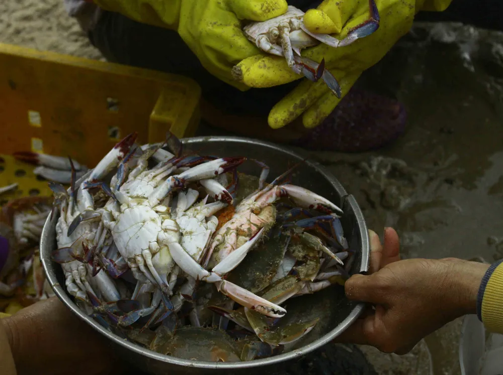  Cá lưỡi trâu, cua mặt trăng được mùa ảnh 1