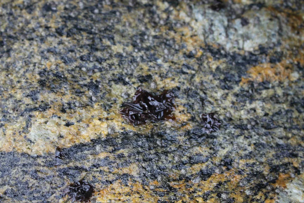 Chênh vênh trên đá khai thác rau mứt biển ảnh 1