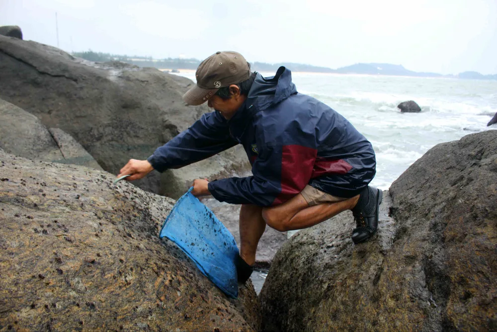 Chênh vênh trên đá khai thác rau mứt biển ảnh 5