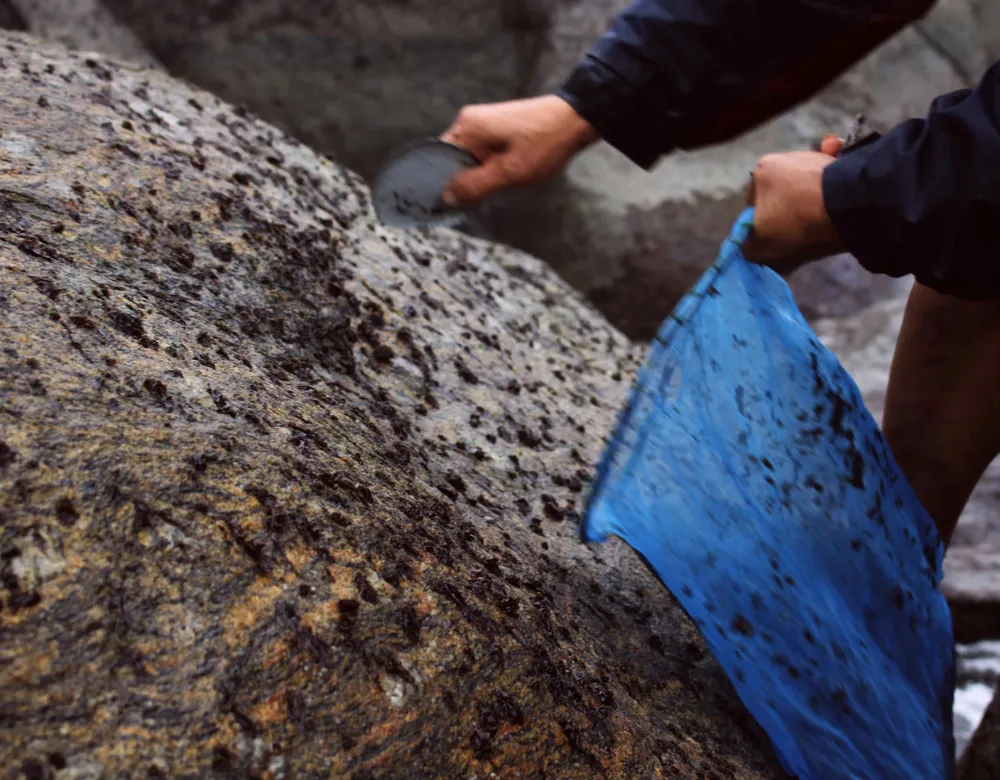 Chênh vênh trên đá khai thác rau mứt biển ảnh 6