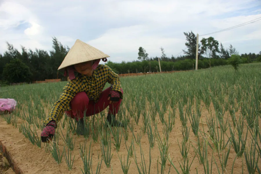 Khảo sát địa điểm trồng tỏi voi Nhật Bản tại 4 xã vùng cát ven biển ảnh 1