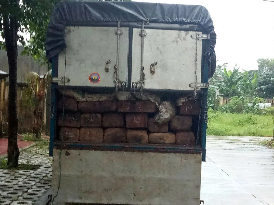 Phát hiện lượng lớn gỗ gõ ngụy trang dưới bao phân chim  ảnh 1