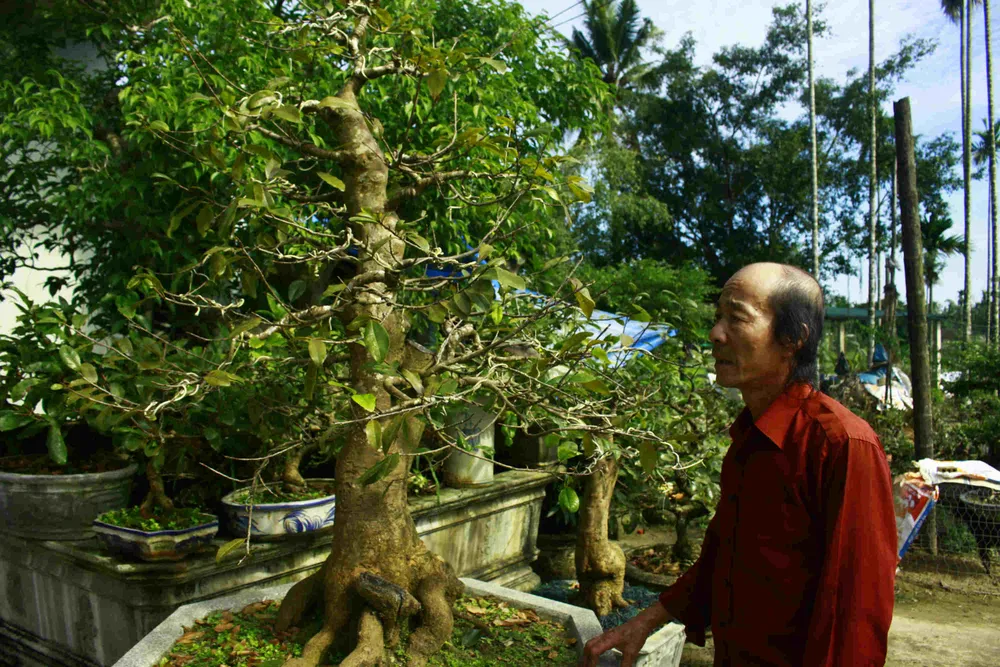 Làng hoa mai vào xuân	 ảnh 1