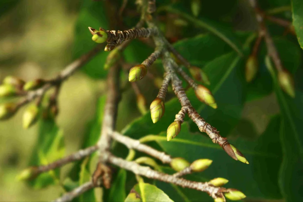 Làng hoa mai vào xuân	 ảnh 3
