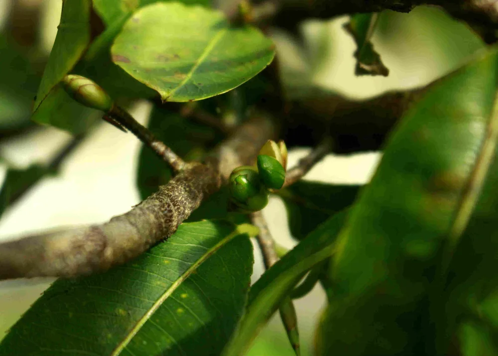 Làng hoa mai vào xuân	 ảnh 5