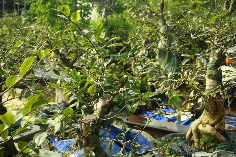 Làng hoa mai vào xuân	 ảnh 7