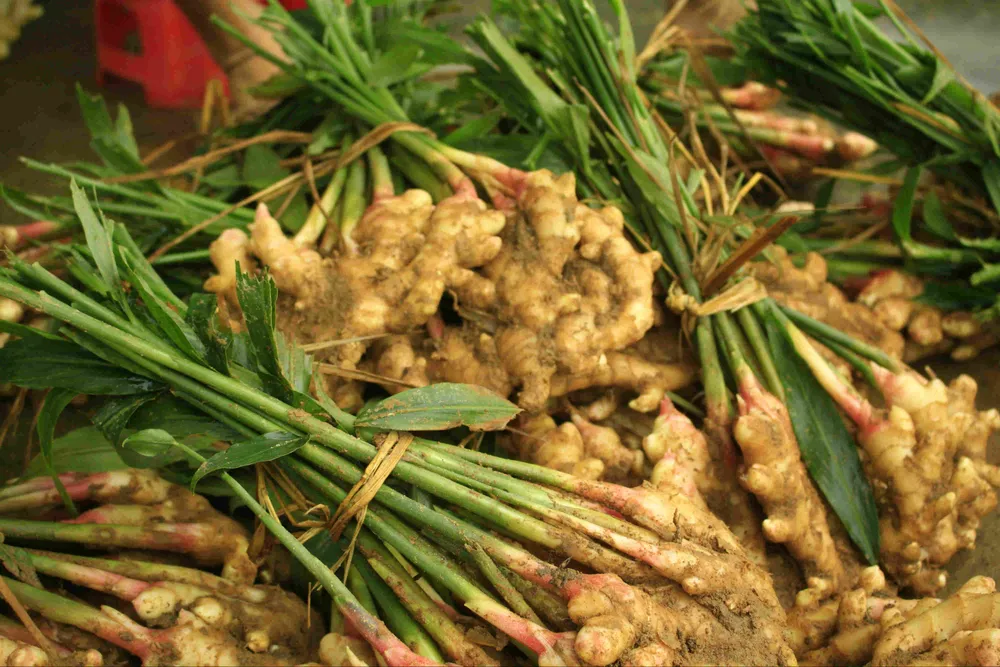 Gừng tết ở Quảng Ngãi được giá ảnh 1