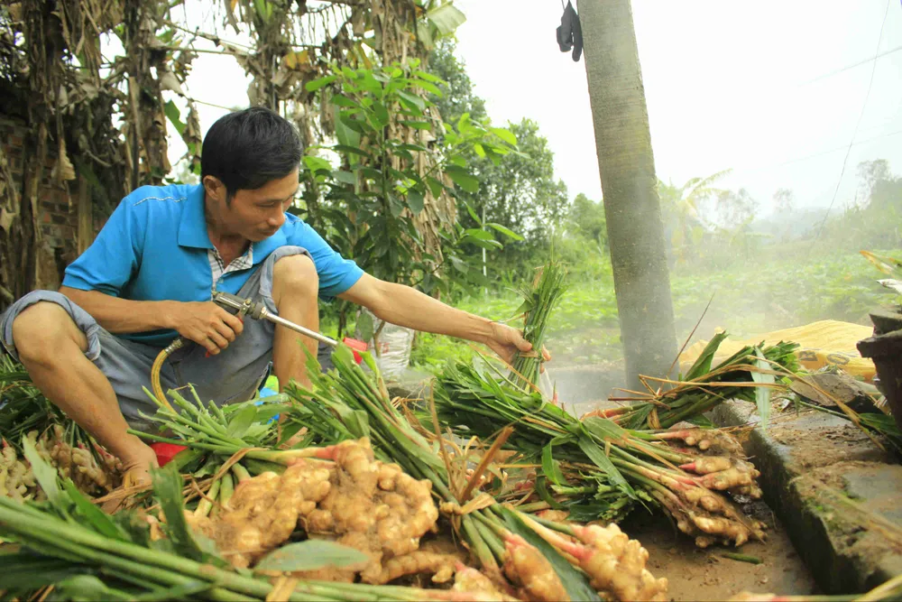 Gừng tết ở Quảng Ngãi được giá ảnh 5