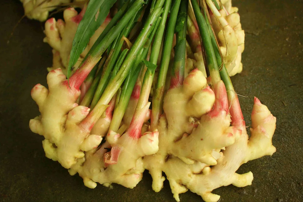 Gừng tết ở Quảng Ngãi được giá ảnh 7