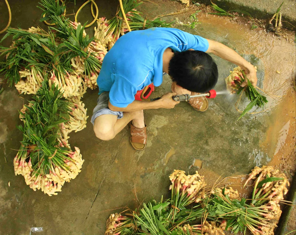 Gừng tết ở Quảng Ngãi được giá ảnh 6